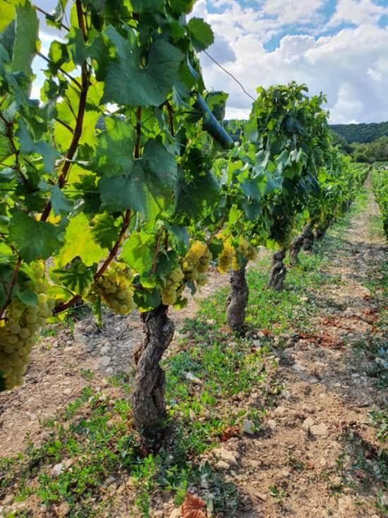 La Fruitiere Daire Chaudenay Dış mekan fotoğraf