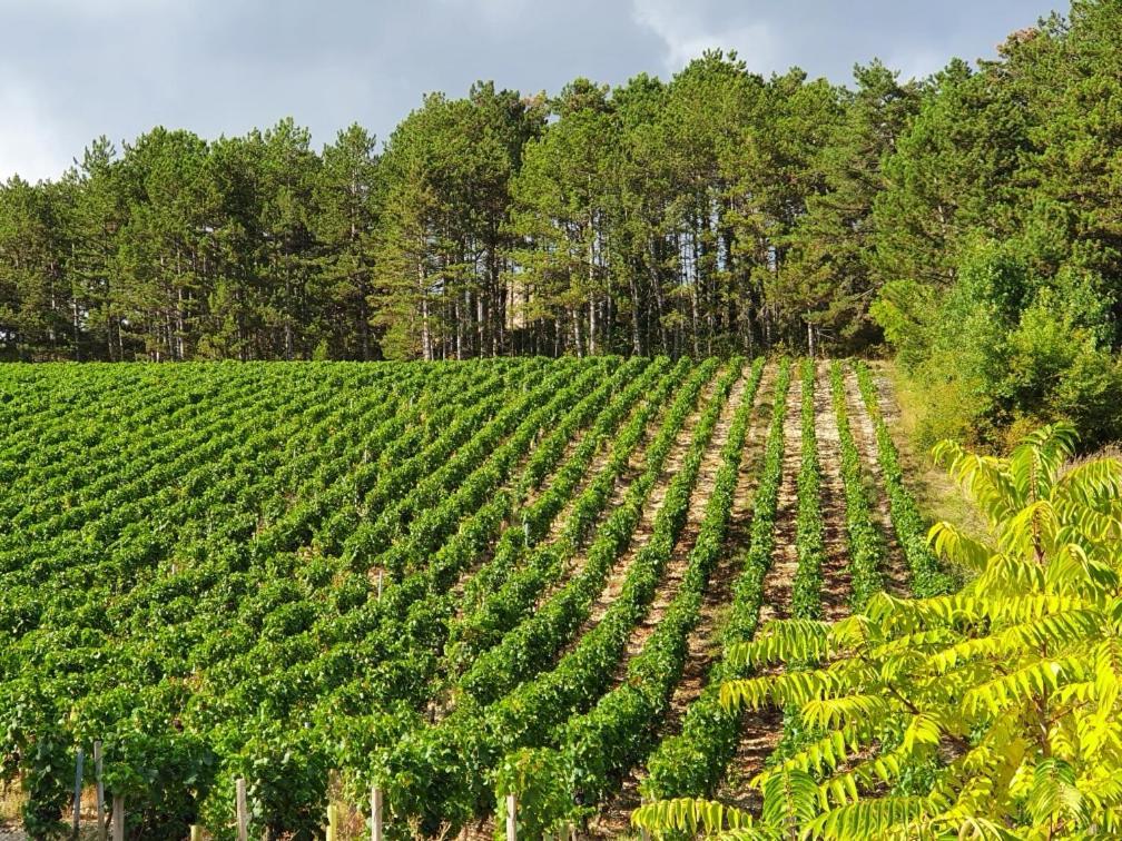 La Fruitiere Daire Chaudenay Dış mekan fotoğraf